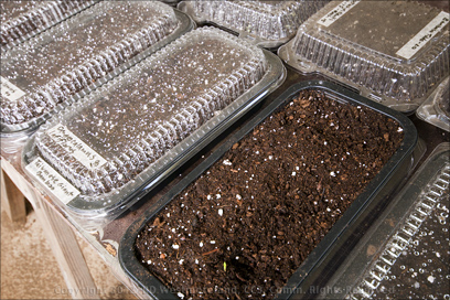 Bamboo Seeds in Sprouting Trays