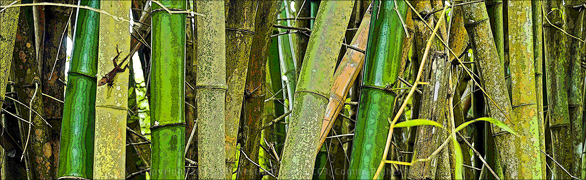 Bamboo Detail as ART
