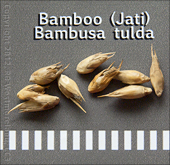 Jati Bamboo Seeds, Bambusa Tulda