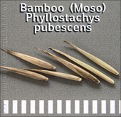 Moso Bamboo Seeds, Pyllostachys Pubescens