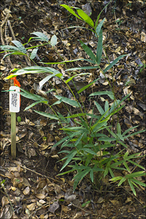 Young Moso Bamboo Plant, Phyllostachys Pubescens With Tag from Garden in Coamo
